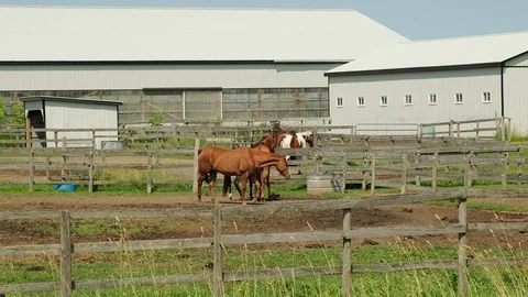 Horses at a farm. Stock Footage 112265780