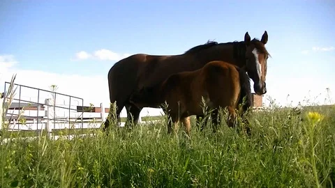 Horses at a farm Stock Footage 116441397
