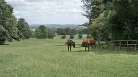 Horses on the farm 库存影片 134570653