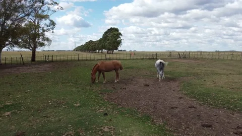Horses in the farm Stock Footage 152037155