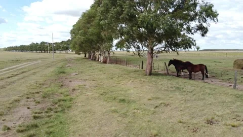 Horses on the farm Stock Footage 152037369