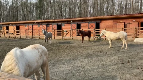 Horses on the farm Stock Footage 171928318