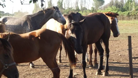 Horses on the farm graze. Multi-colored horses. Stock-Footage 99358750
