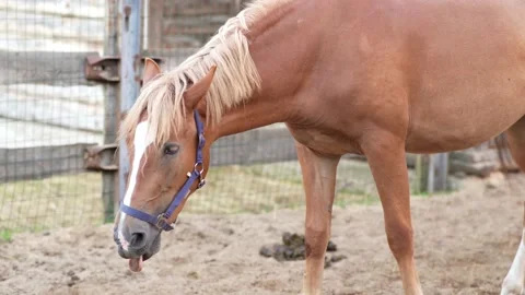Horses on the farm in the paddock Stock Footage 162331811