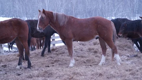 Horses on the farm in winter Video stock 137645088