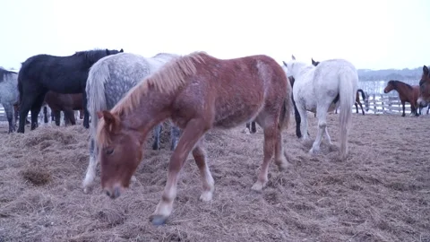 Horses on the farm in winter Video stock 137645142
