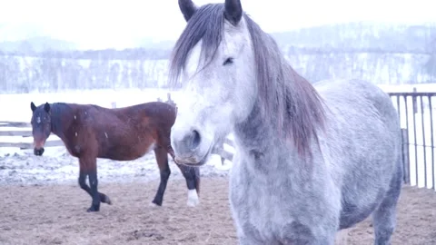 Horses on the farm in winter Video stock 137645361