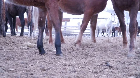 Horses on the farm in winter Video stock 137645429