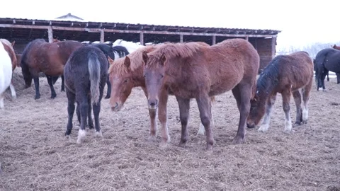 Horses on the farm in winter Video stock 137645613