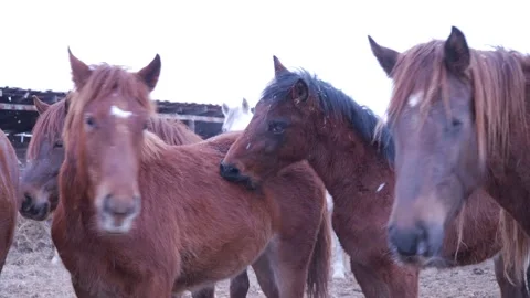 Horses on the farm in winter Video stock 137645736