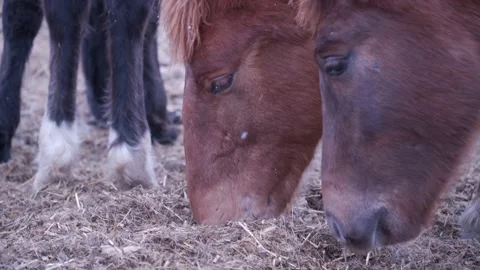 Horses on the farm in winter Video stock 137645974