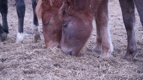 Horses on the farm in winter Video stock 137646112