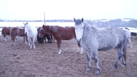 Horses on the farm in winter Video stock 137646953