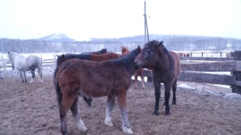 Horses on the farm in winter Video stock 137646982