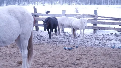 Horses on the farm in winter Video stock 137647215