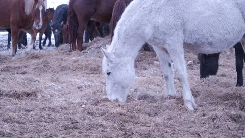 Horses on the farm in winter Video stock 137647257