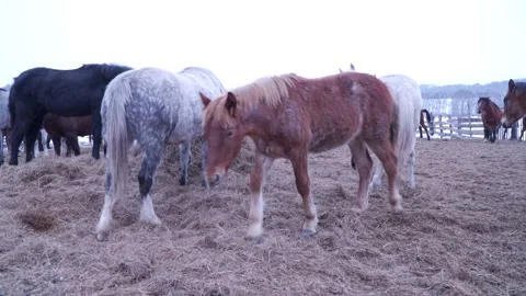 Horses on the farm in winter Video stock 137647509