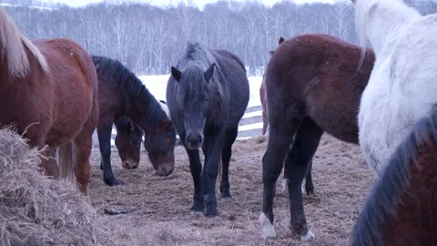 Horses on the farm in winter Video stock 137647532
