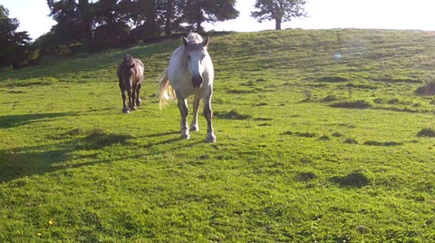 Horses feed in the evening meadow. Stock Footage 34031201