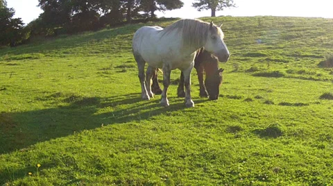 Horses feed in the evening meadow. Stock Footage 34472234