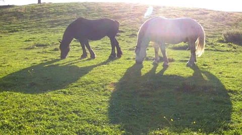 Horses feed in the evening meadow. 動画素材 46962680