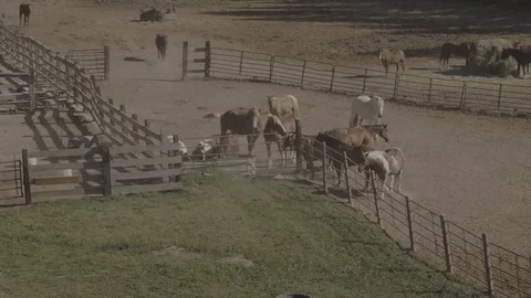 Horses In Feed Yard Stock Footage 121990243