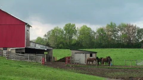 Horses feeding by barn Stock Footage 698787