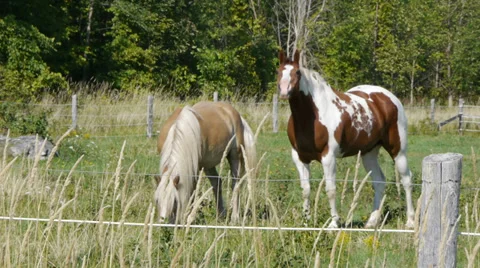 Horses feeding Stock Footage 27493655