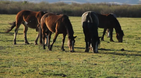Horses Feeding Stock Footage 39565663