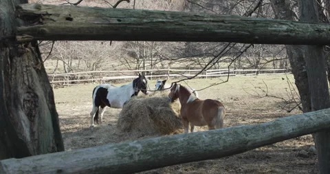 Horses feeding Stock Footage 305162743