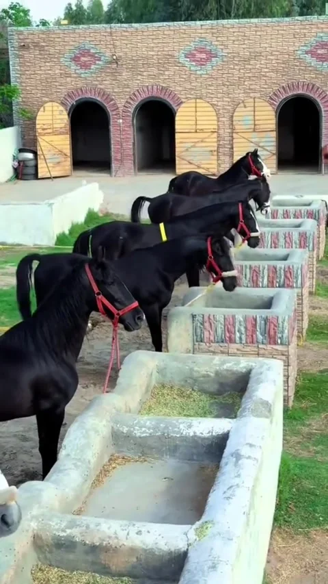 Horses Feeding at Stone Troughs Vídeos de archivo 333538586
