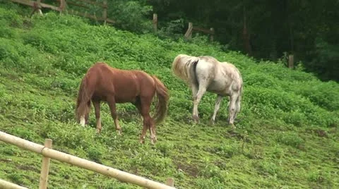 Horses in a field (1) Stock Footage 12683138