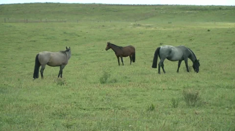 Horses in the field 1 库存影片 32716997