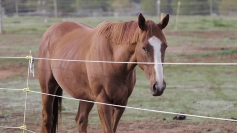 Horses in field 10 Video stock 260761311