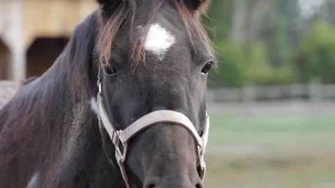 Horses in Field 13 Video stock 260761301
