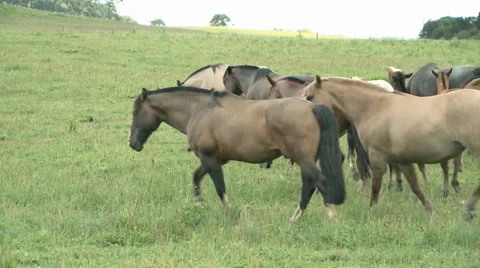 Horses in the field 2 스톡 동영상 32723817