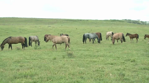 Horses in the field 3 Video stock 32717180