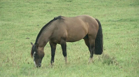 Horses in the field 4 库存影片 32717394
