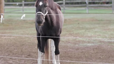 Horses in Field 4 Video stock 260761275