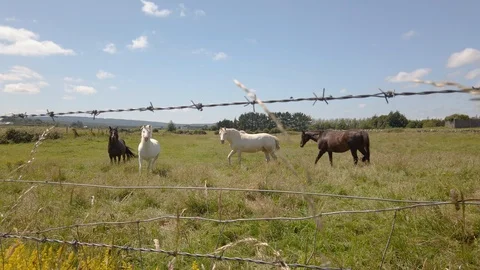 Horses in field approaching camera Stock Footage 114491693