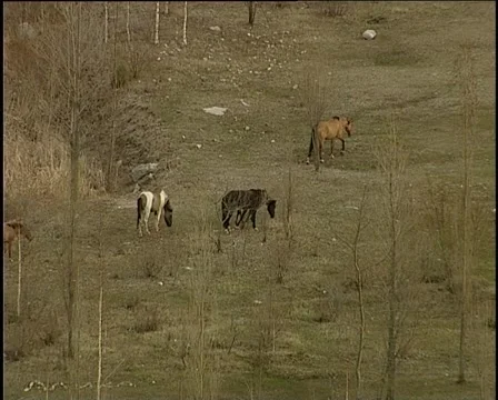 Horses in field Stockbeeldmateriaal 925546