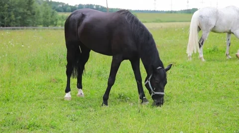 Horses in the field 库存影片 7648280