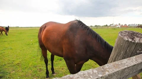 Horses in the field Video stock 7653177