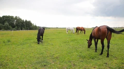 Horses in the field Video stock 7661291