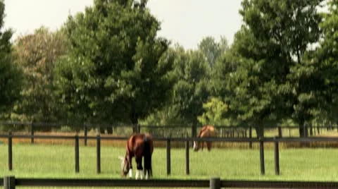 Horses in a Field Video stock 8856776