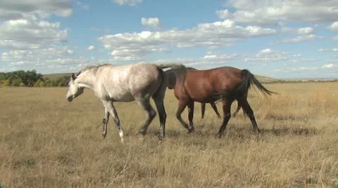 Horses In A Field Stockbeeldmateriaal 19063659