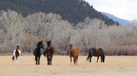 Horses in Field Stock Footage 21235171