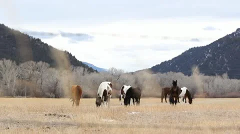 Horses in Field Stock Footage 21235831