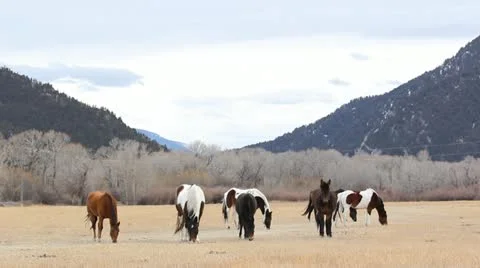 Horses in Field Stock Footage 21235841