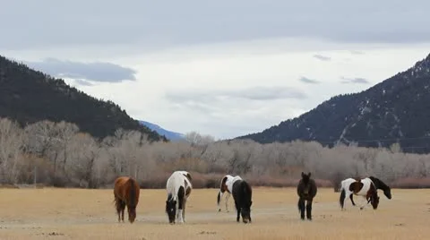 Horses in Field Stock Footage 21235893